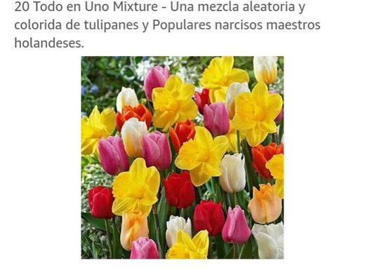 Tulipanes y narcisos