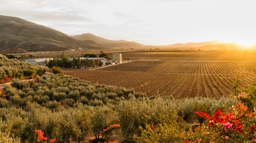 Valle de Guadalupe