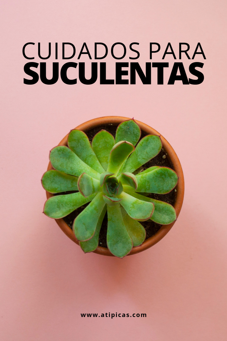 Moda Cuidados de las suculentas.🌿