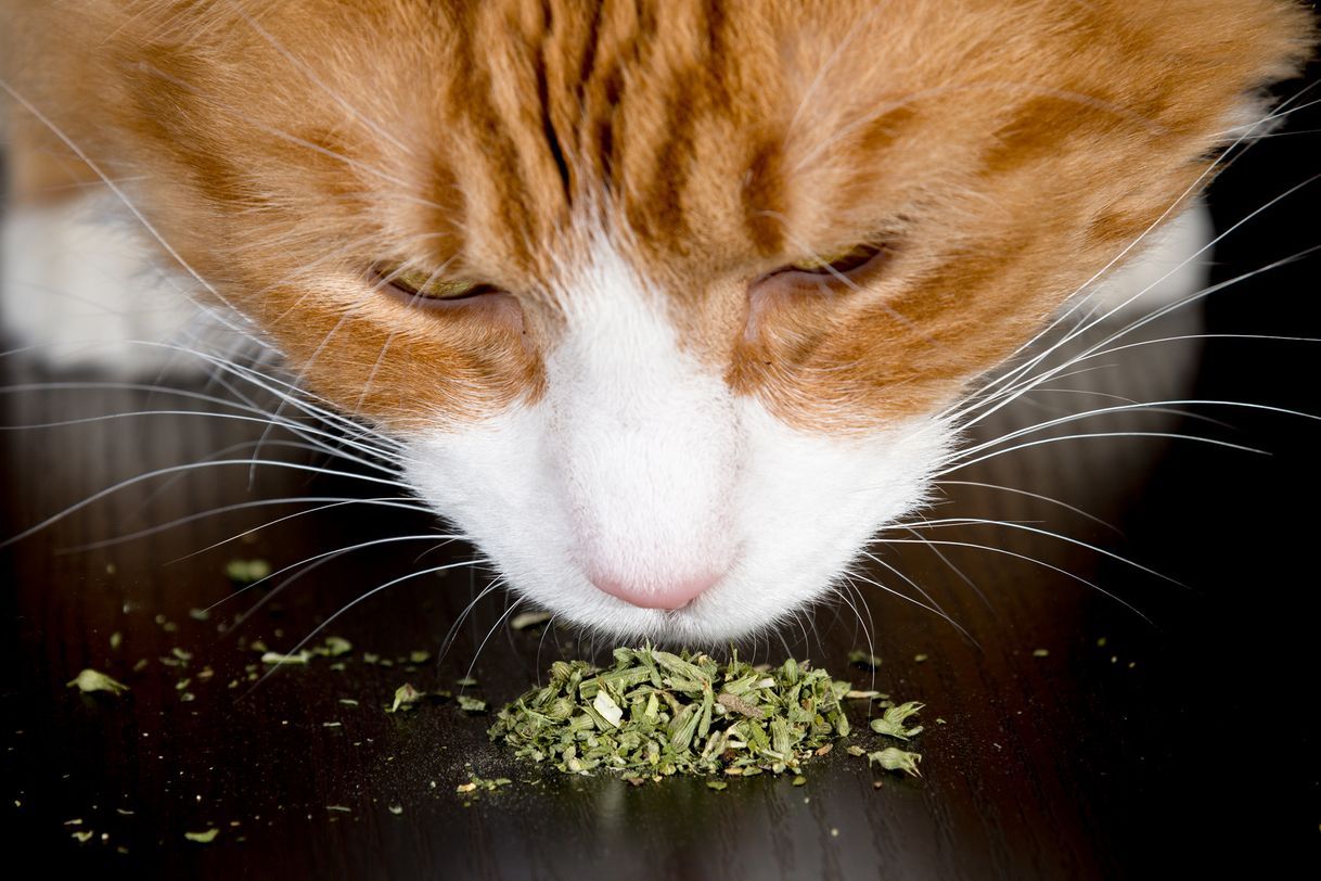 Producto Catnip