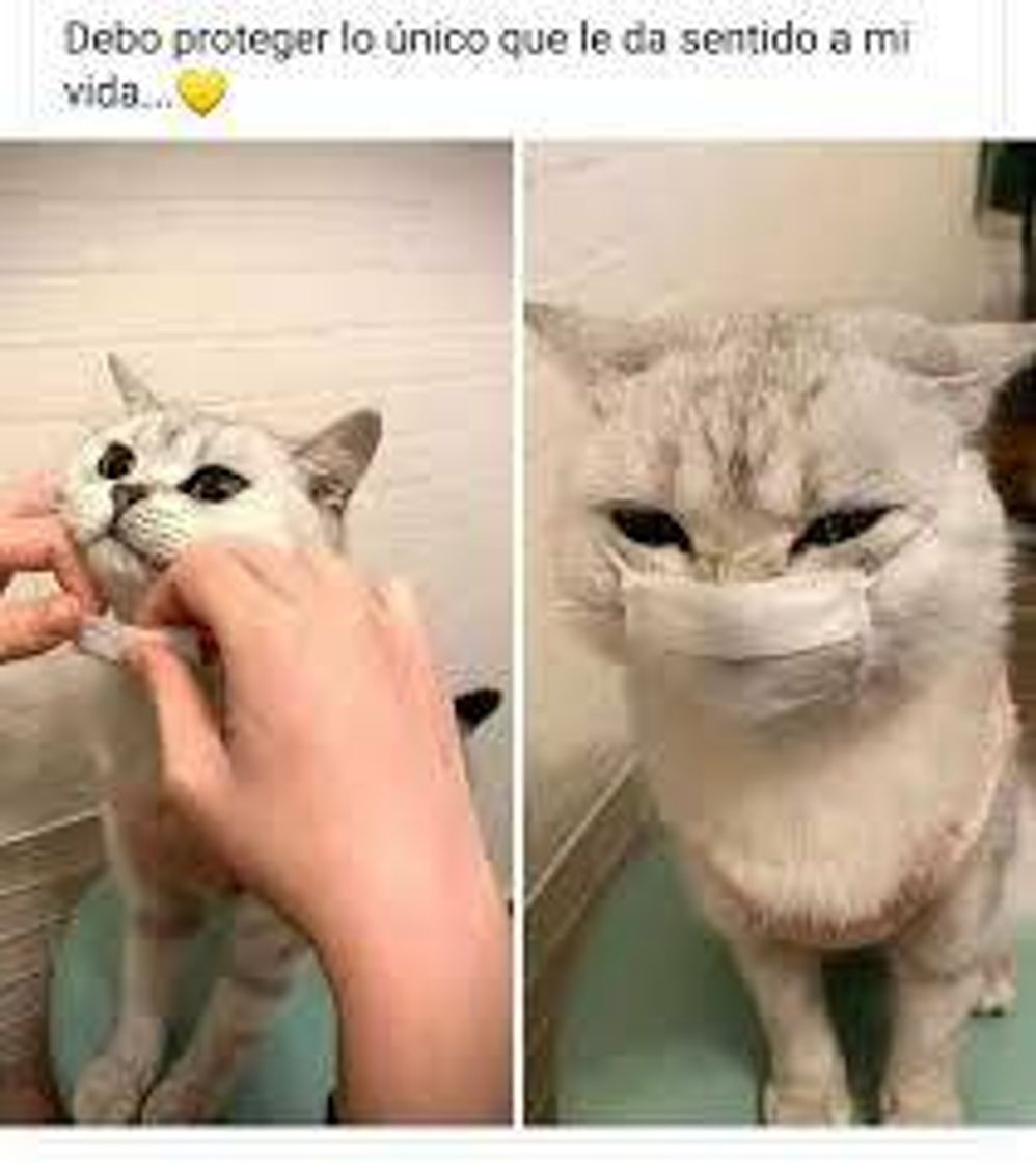 Sigue el enlace y verás más memes 😷