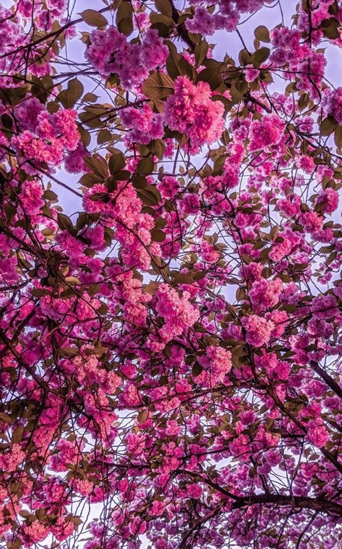 Moda 💠 Flores 🌸