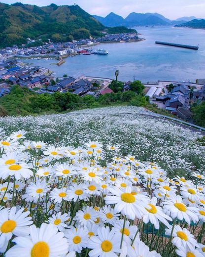 Parque de flores, Urashima, Japón 🇯🇵