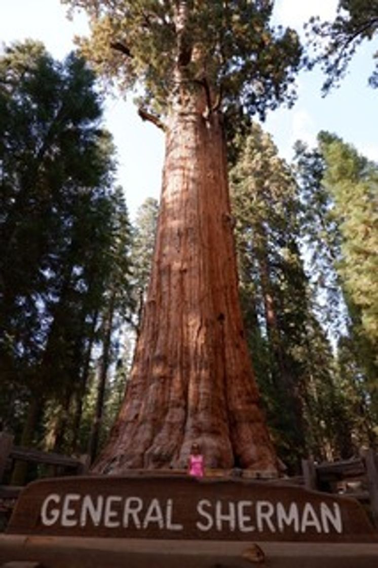 Lugar Sequoia National Park