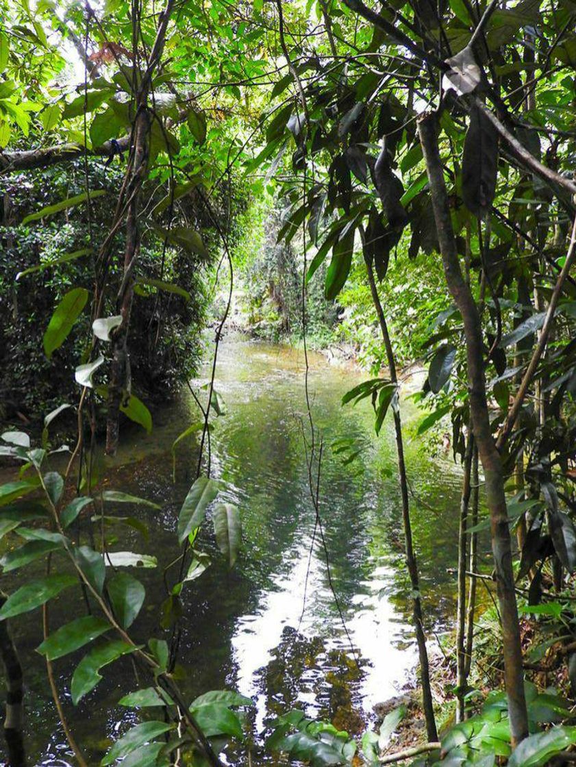 Moda Amazônia 