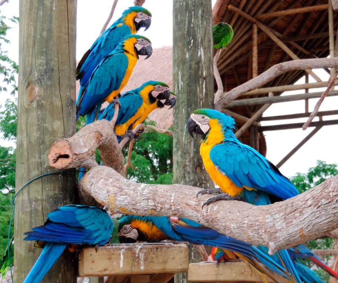 Lugares Aviario Nacional de Colombia