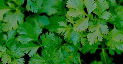 como sembrar cilantro en tu hogar - YouTube