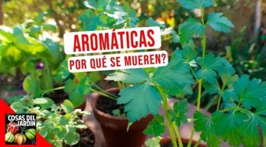 Top 10 errores más comunes en el cultivo Hiervas Aromaticas