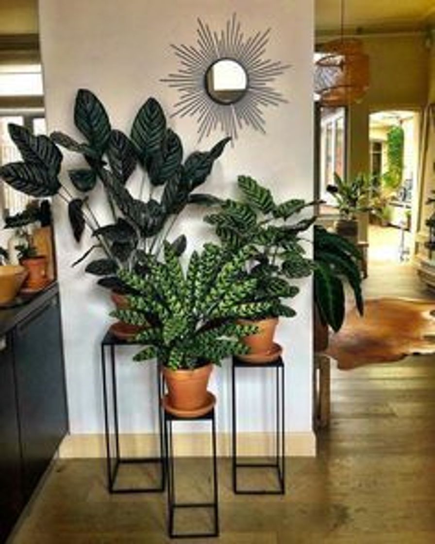 Social Plantas decorativas