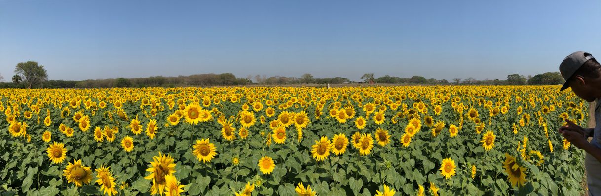 Lugar Santuario de los Girasoles