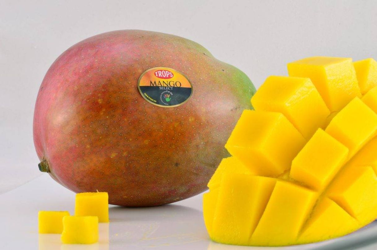 Moda PLANTA MANGO EN CASA 🥭