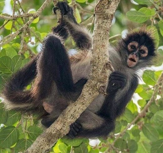 Reserva de la Biosfera Calakmul