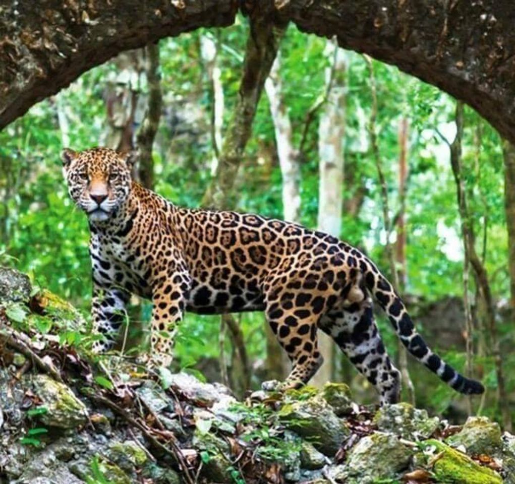 Lugar Reserva de la Biosfera Calakmul