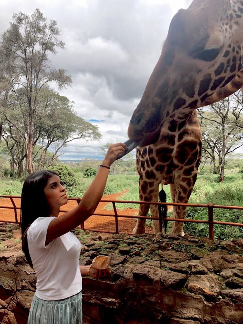 Lugar Giraffe Manor