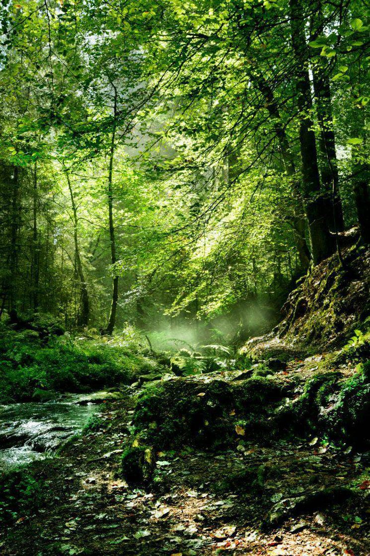 Fashion Forest