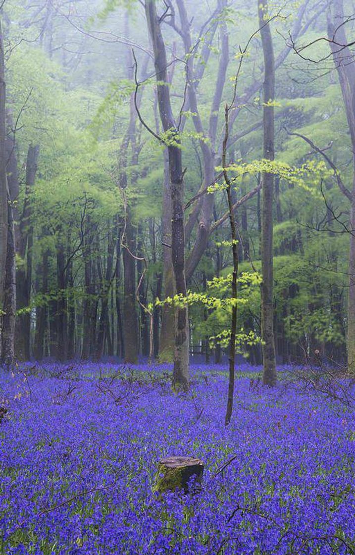 Fashion Forest