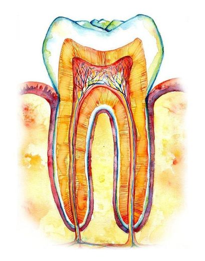 Anatomía del diente y más.