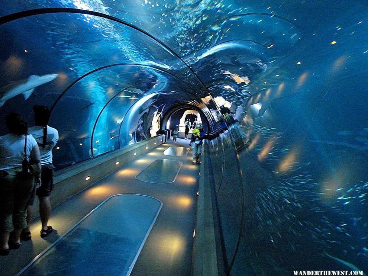 Place Shedd Aquarium