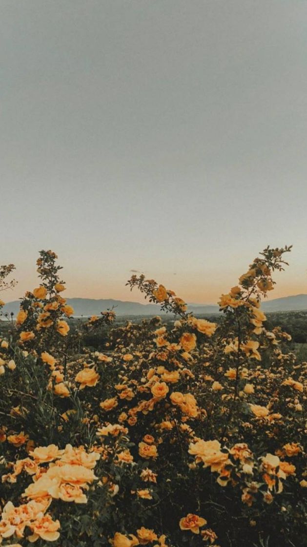 Social Fondo aesthetic (rosas)🥀