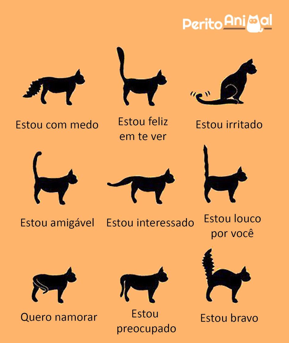 Products Linguagem felina 