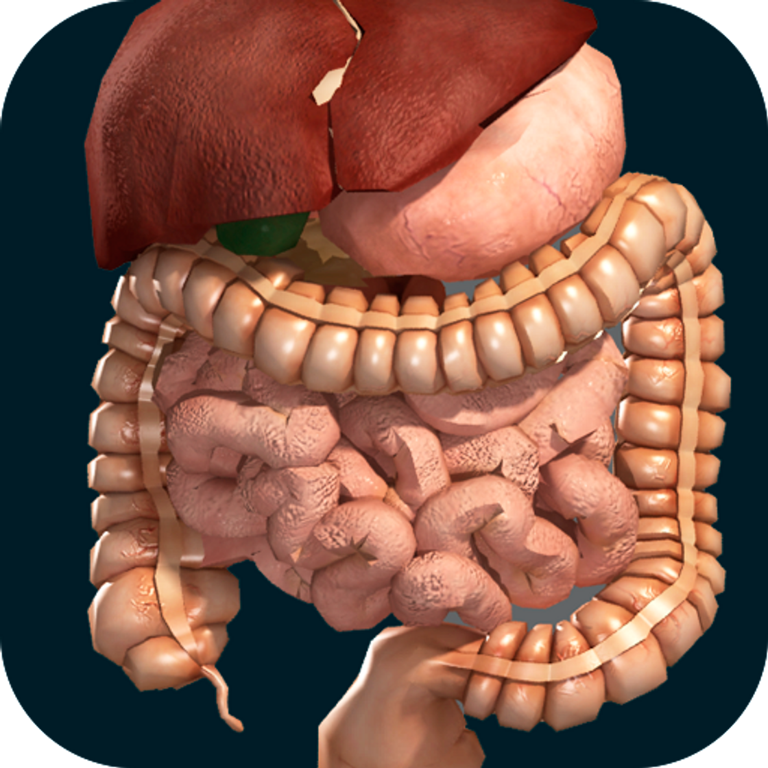 Apps Internal organs in 3D (anatomy)