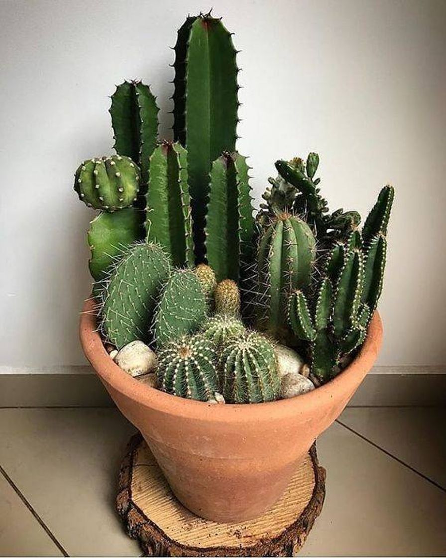 Fashion minha planta preferida 🌵