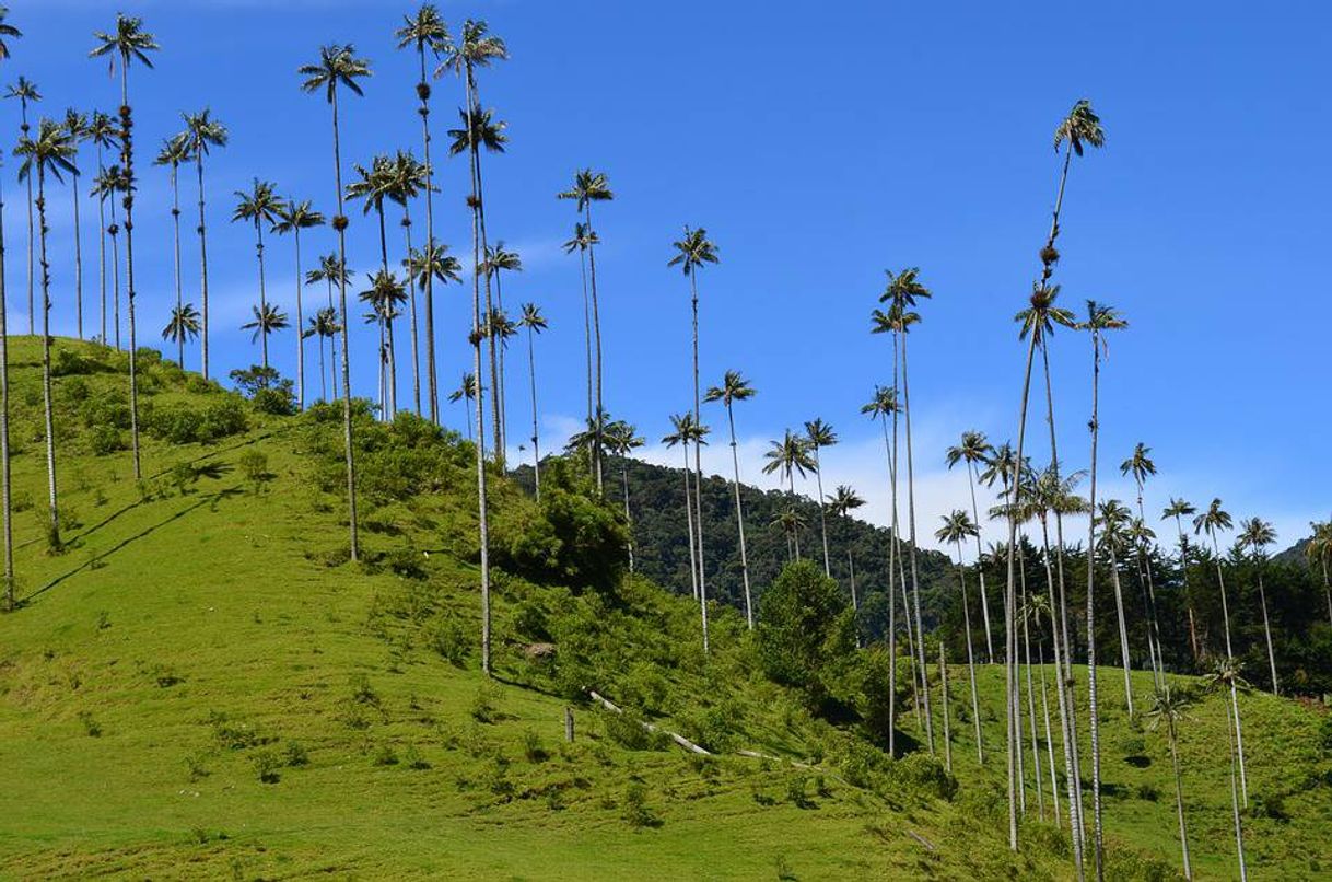 Place Valle de cocora🌴🌴