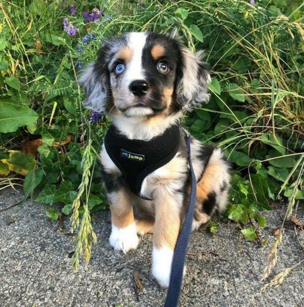 Moda Que perfeição de Deus 😍🙏🐕