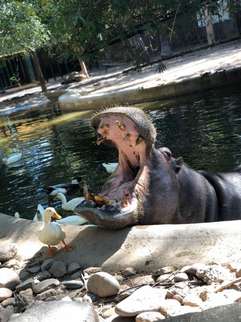 Place Zoológico de Culiacán