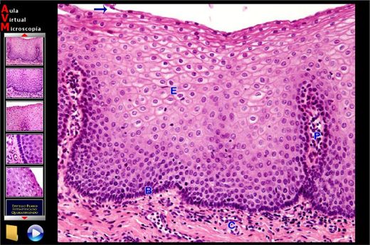 Histología virtual 