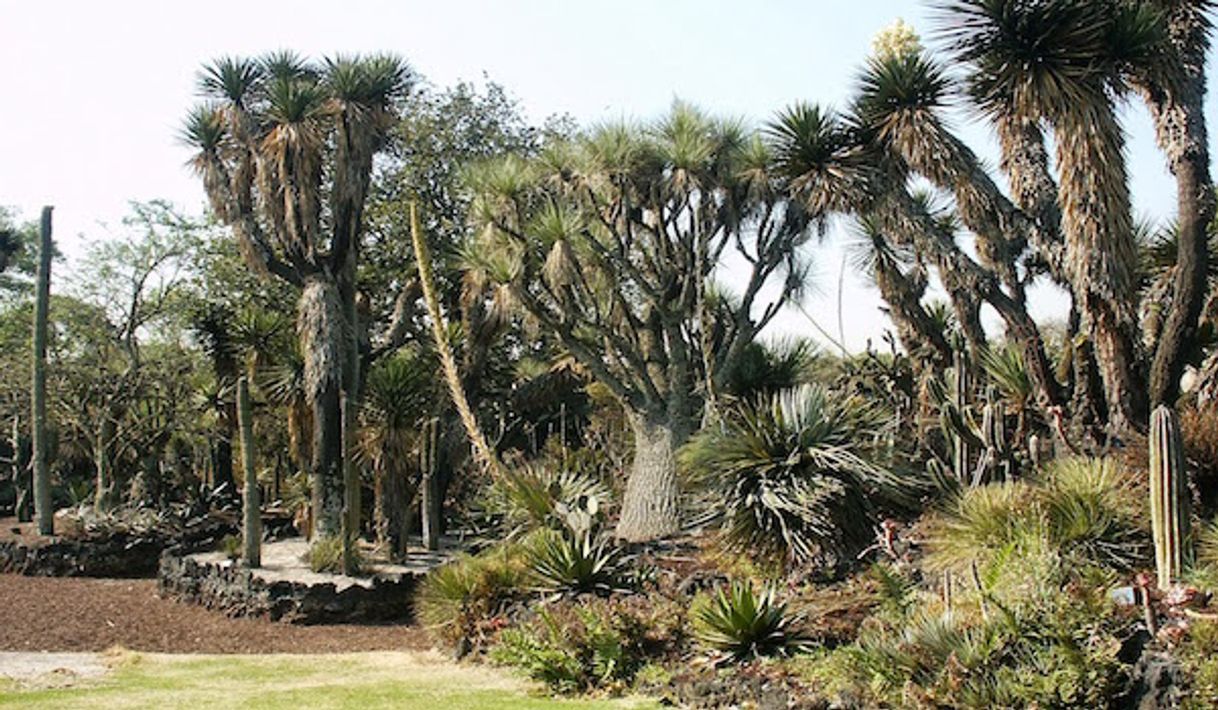 Lugares Jardín Botánico IB-UNAM