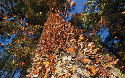 Santuario De Las Mariposas