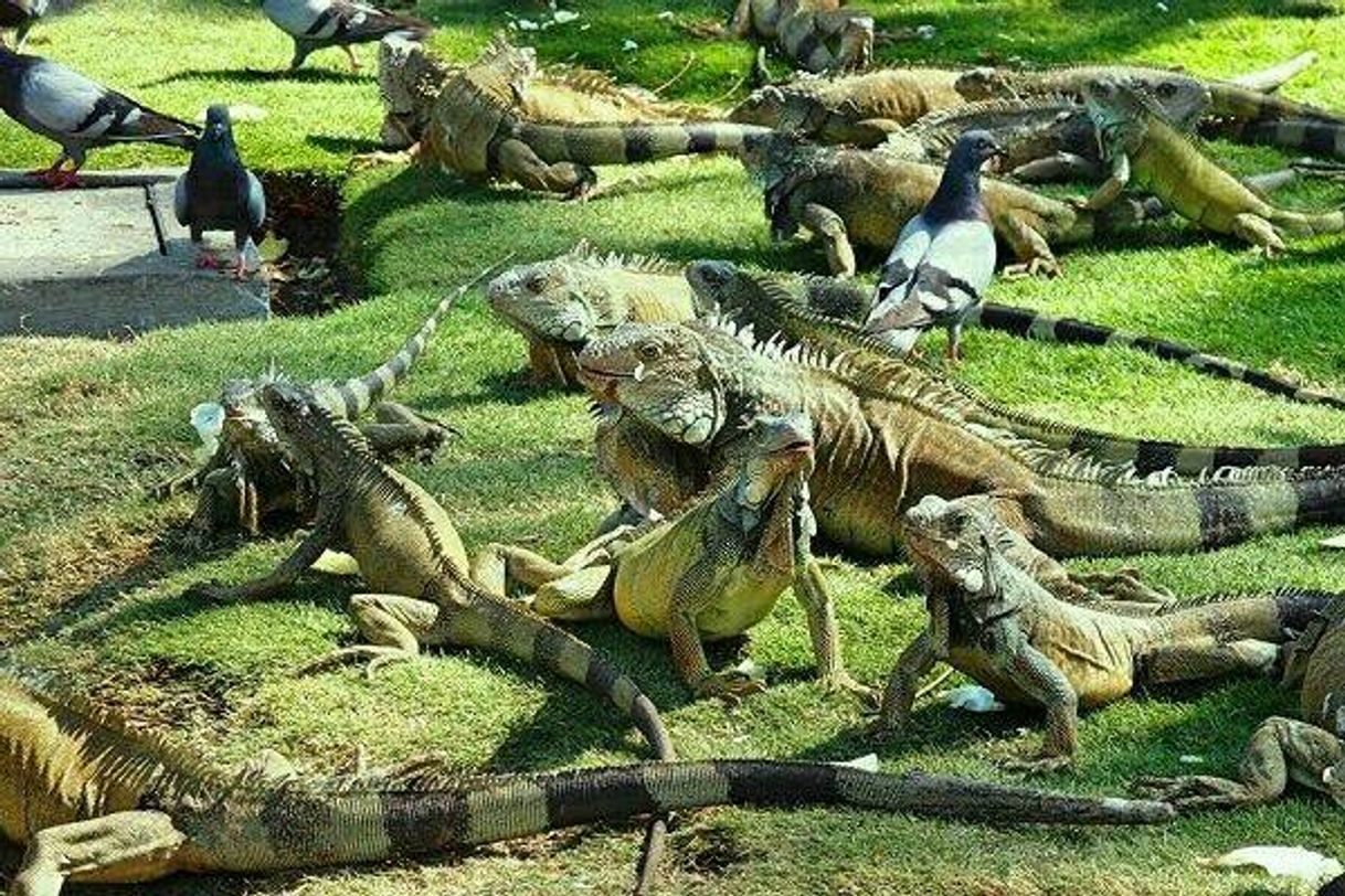 Lugar Parque de las Iguanas en Guayaquil