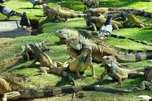 Parque de las Iguanas en Guayaquil