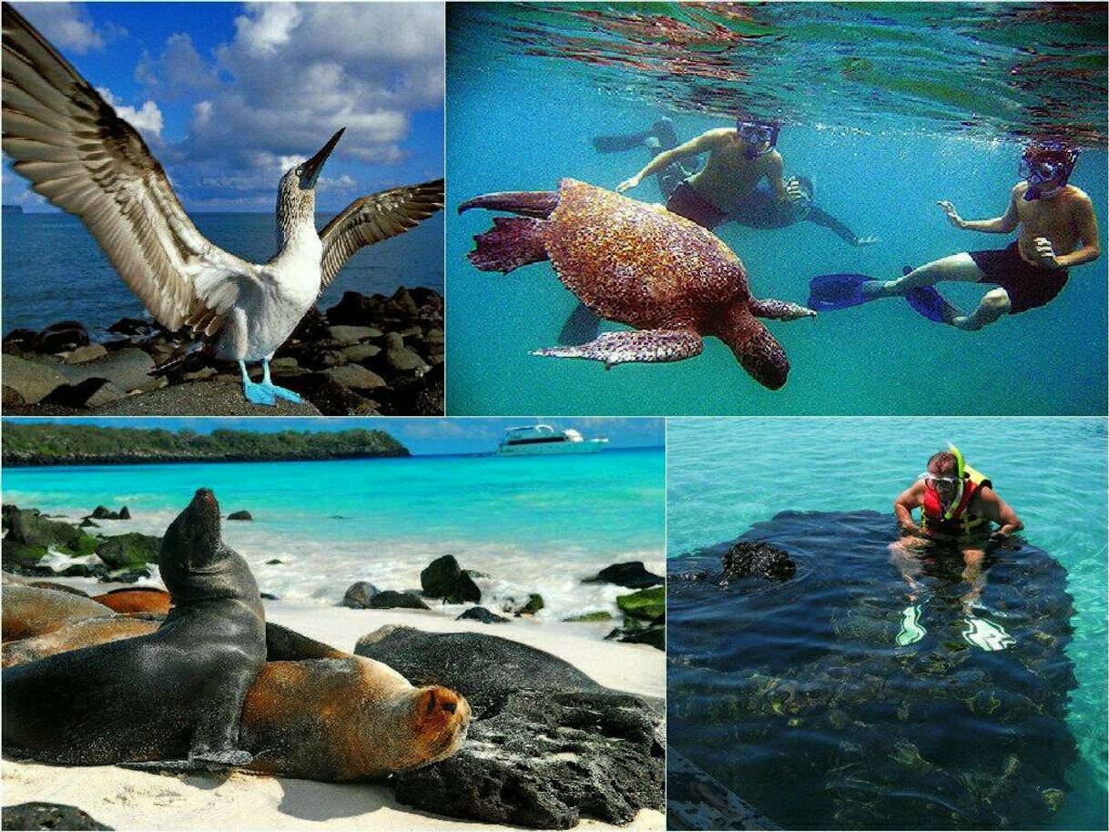 Lugar 🐢Parque Nacional Galápagos🐢😍