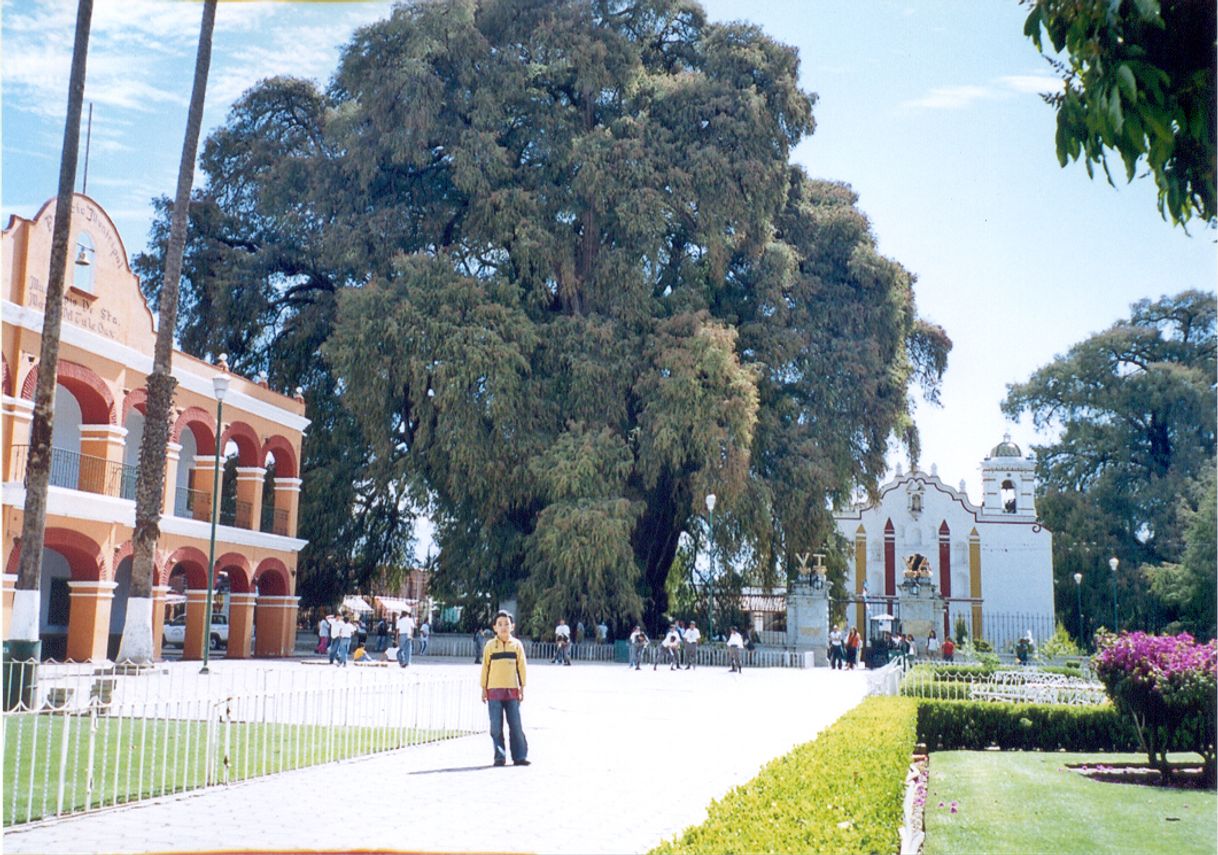 Place Árbol del Tule