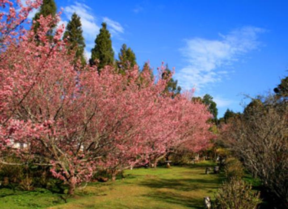 Lugares Parque da Cerejeira de Campos do Jordão