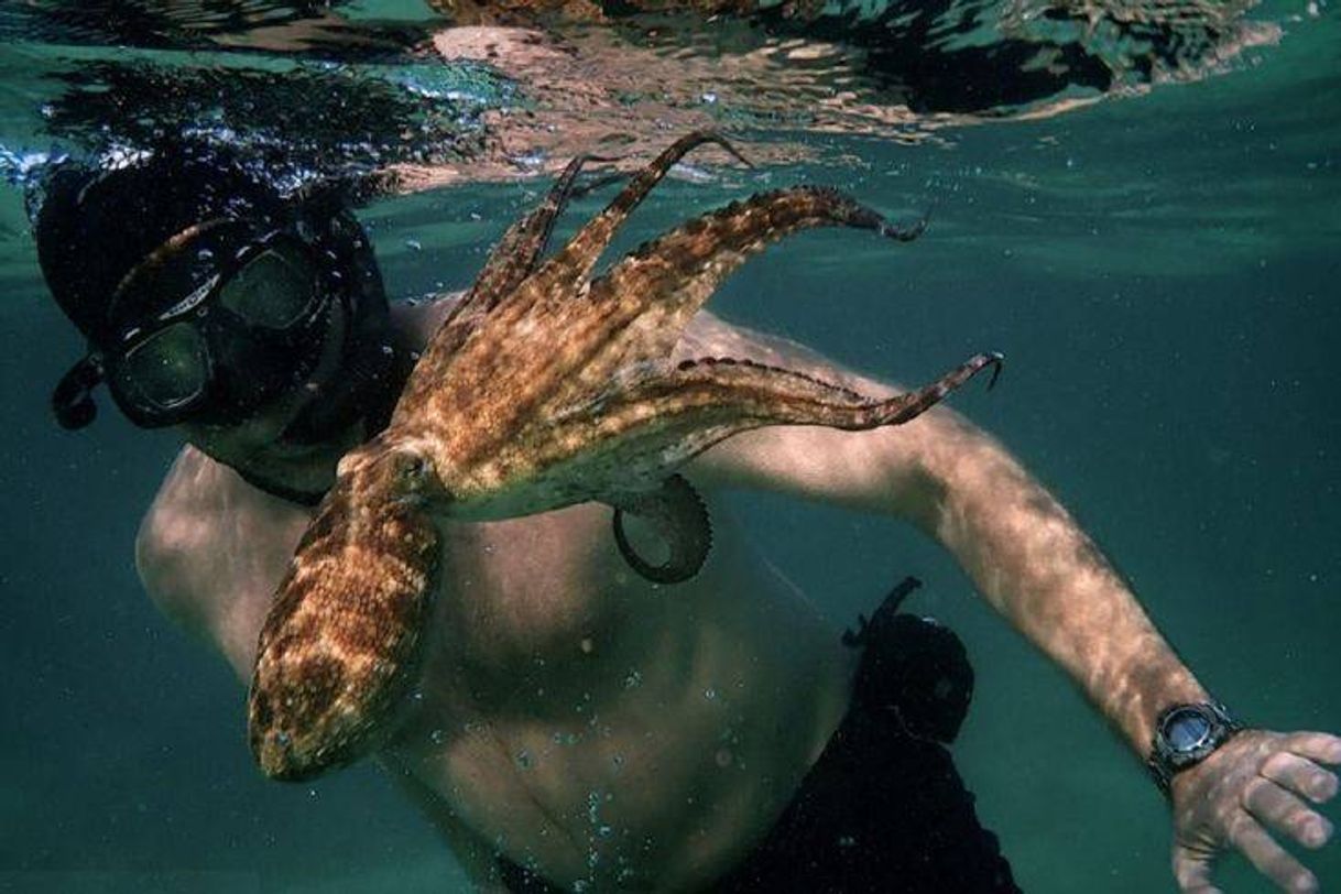 Social Achei incrível