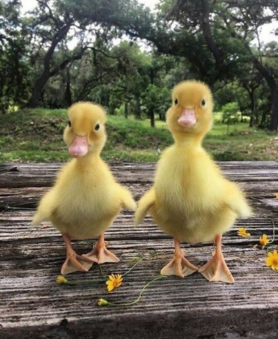 Moda Patinhos 