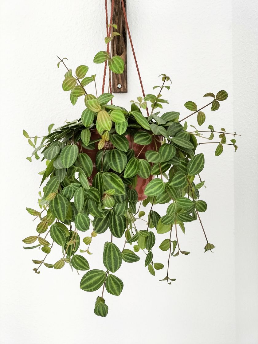 Moda Peperomia Angulata