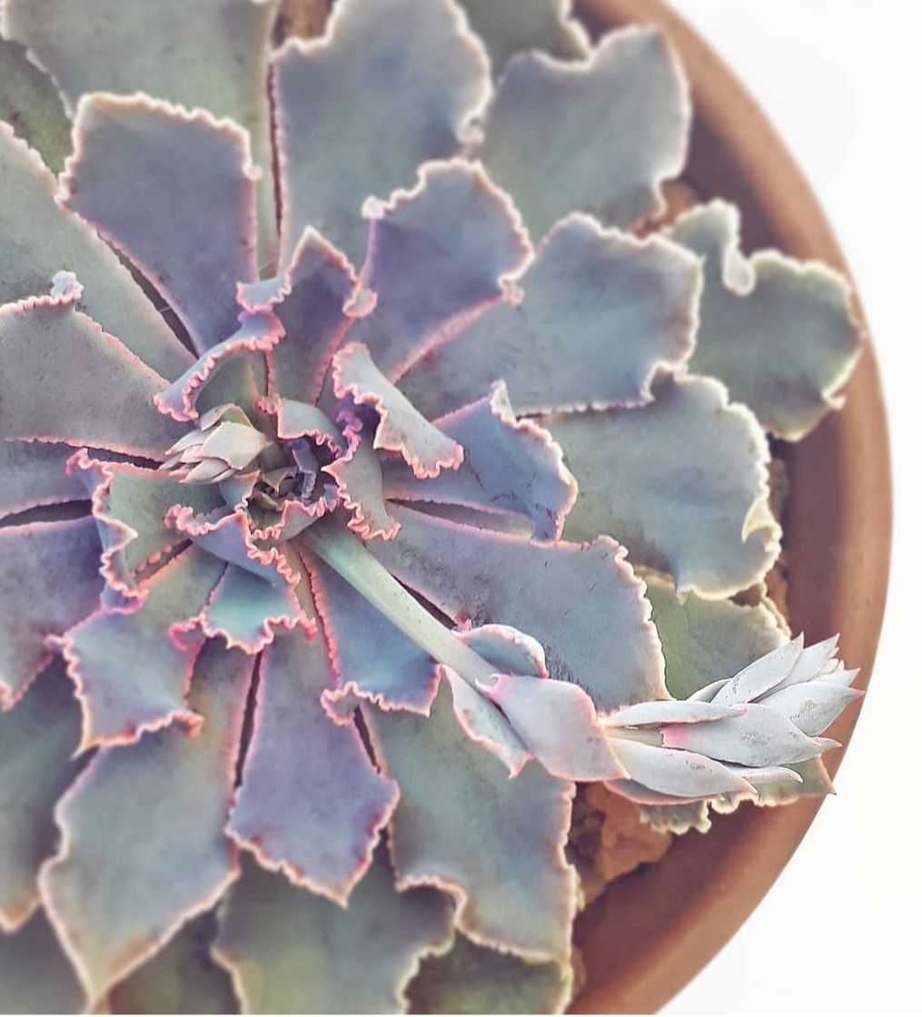 Fashion Echeveria Shaviana Pink Frills