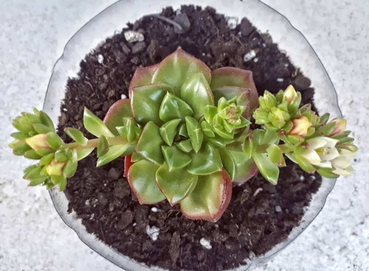 Fashion Echeveria Multicaulis