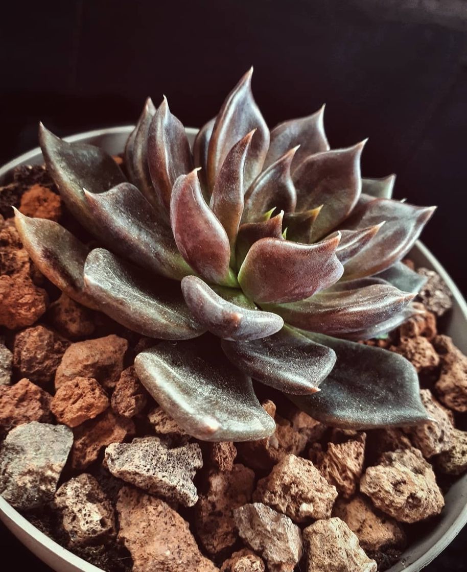 Moda Echeveria Echoc