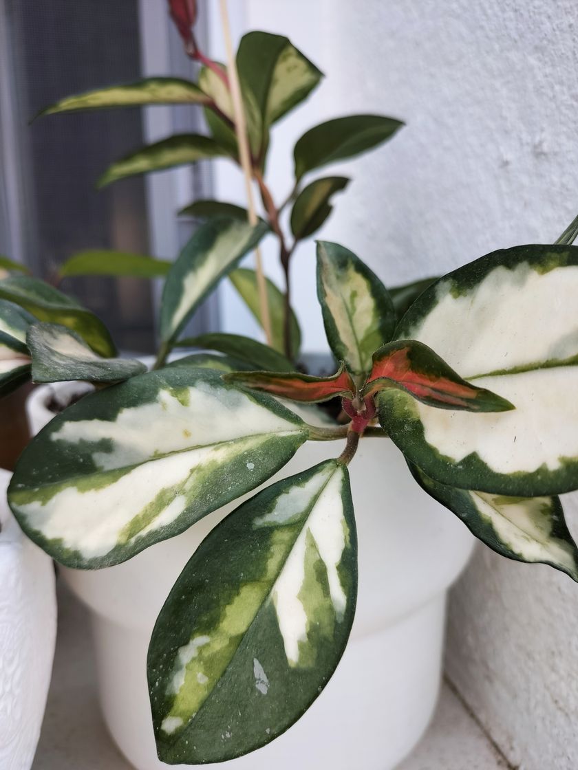 Fashion Hoya Carnosa Tricolor 🌱