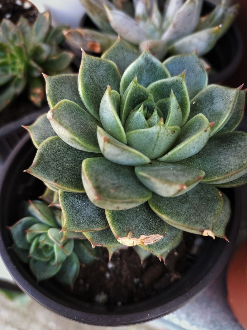 Fashion Echeveria Fabiola MINI