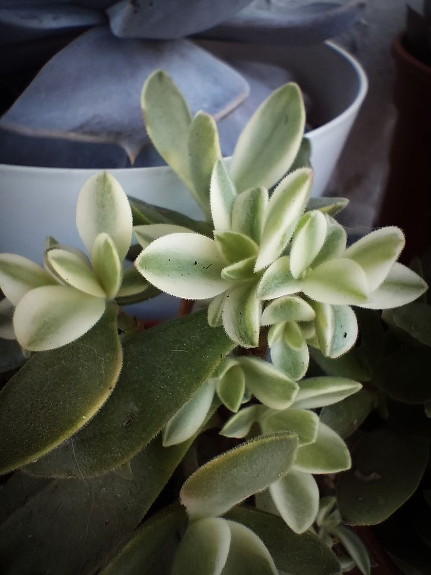 Fashion Crassula Swaziensis Variegata