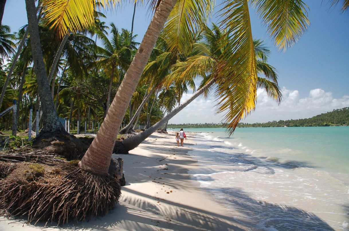 Lugar Praia dos Carneiros