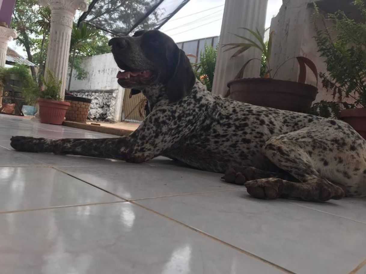 Place Mascotas Extraviadas Mérida Yucatán