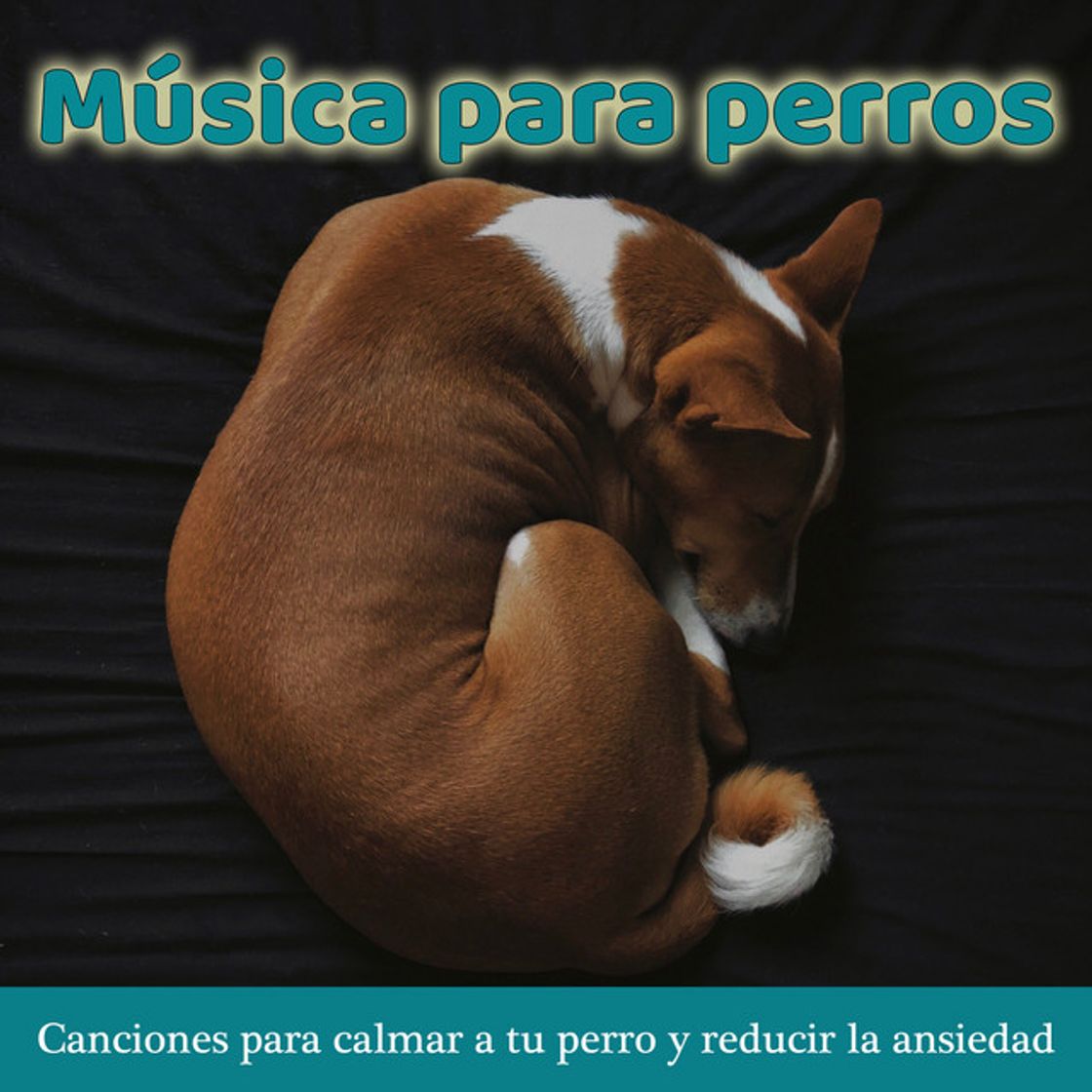 Canción Música Relajante para Mascotas