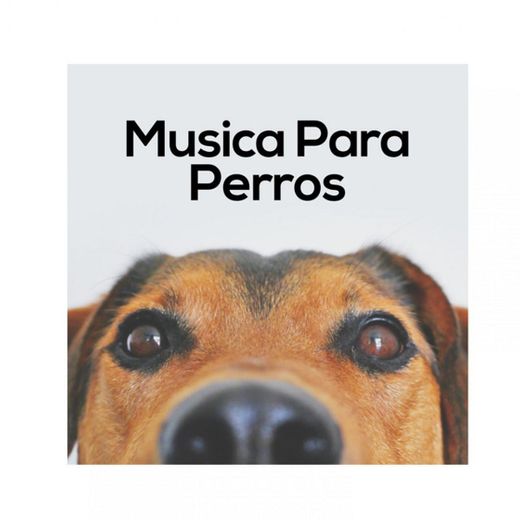 Musica Para Relajar a Los Perros